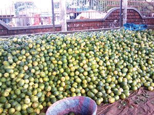 Dans le marché des fruits et légumes de Bobo-Dioulasso, ces mangues attendent des clients.. (DR)