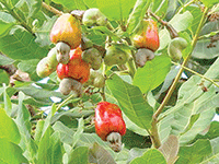 En ce qui concerne la noix de cajou, le pays compte environ 9.671.648 pieds d’anacardiers. Sa production est estimée à 30.000 tonnes (DR)