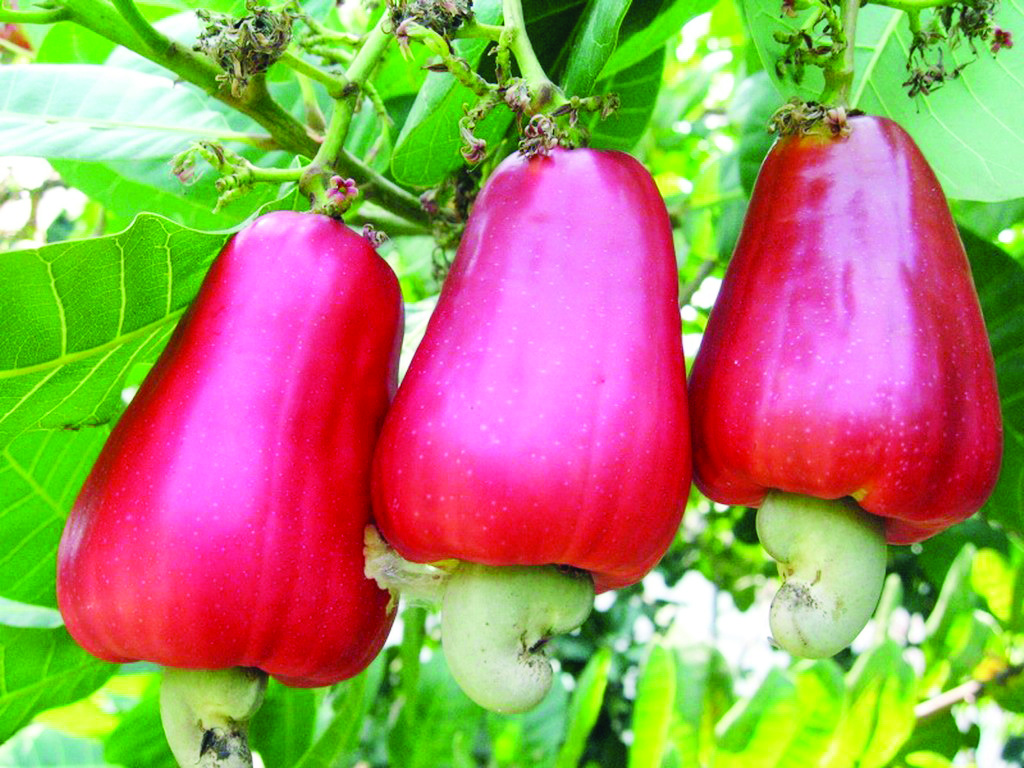 Agriculture: Abidjan cashew capital