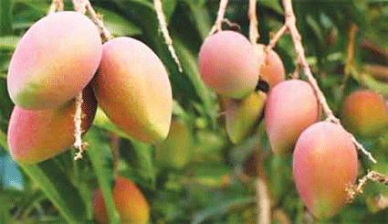 Mangoes: import of biopesticides against the fruit fly