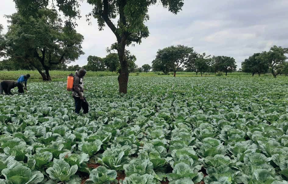 Use of chemical pesticides in fields: well water is undrinkable and dams heavily contaminated