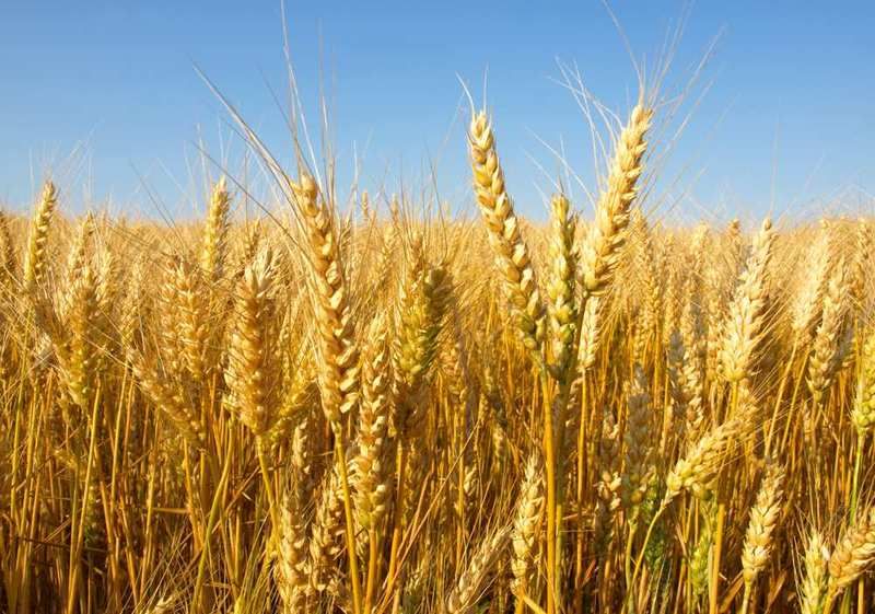 Wheat cultivation in Burkina: the bet is on again